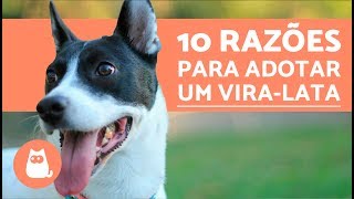 10 razões para adotar um vira-lata