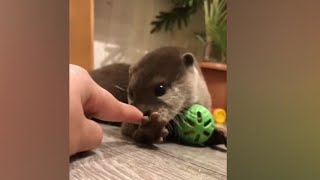 Baby Otter doesn't allow Nanny to touch his ball😁🥰😍CompilationsVideos|Cute Otter