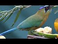 blue crowned motmot