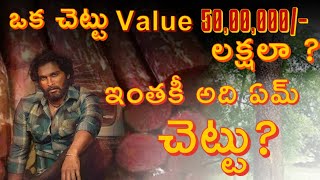 ఒక చెట్టు value 50,00,000/- Lakhs ah 🙄.ఇంతకి అది ఏ చెట్టు??