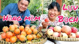 Thu hoạch HỒNG trứng, LỰU bạch, THANH LONG đỏ tại vườn nhà ở Mỹ