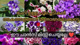 ഇനിയും ഈ ചെടികൾ വാങ്ങിയില്ലേ 🥰ഈ ചാൻസ് മിസ്സ്‌ ചെയ്യല്ലേ #gardeningideas #plants