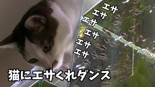 猫に餌くれダンスしちゃう魚達