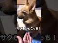 久々のキャベツに上がるポメコギ