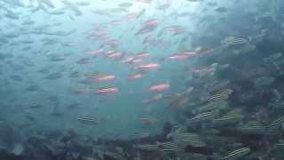 西川名ダイビング　イサキ群れてます!!!　千葉館山 Ａポイント　Nishikawana Diving, the school of fish.