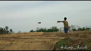 Melatih Alap-alap tikus / black wing kite / bwk hovering \u0026 Boomerang