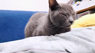 【猫動画】我が家のロシアンブルーにホットマットを独り占めされました【russianbule】The hot mat was monopolized by our Russian Blue