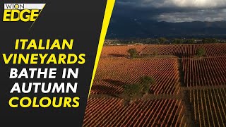 Umbrian vineyards bathed in autumn colours | WION Edge