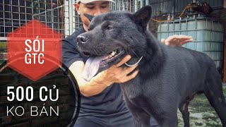 H'Mông Cộc - Sói GTC - 500 Triệu Ko Bán.../ NhamTuatTV - Dog in Vietnam