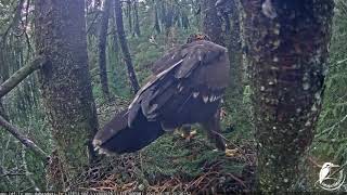 Mazais ērglis (Clanga pomarina) Lesser spotted eaglet has new visitors to the nest :D 10/08/2021