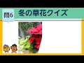 【脳トレ】冬の草花クイズ②✨冬の植物大集合！！《毎日ちょこっと脳トレ》