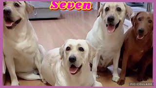 拉不拉多seven與老四直播2021-6-29💕💗❤️Labrador seven#seven是拉布拉多#寵物