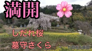 【満開しだれ桜】竹田市上坂田のしだれ桜・墓守桜🌸