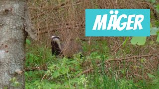 Mäger (Meles meles; European badger) - Eesti elurikkus