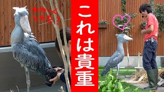 【必見・超貴重】ハシビロコウふたばちゃんと大好きな飼育員さんとのふれあいのシーン!【ちょっと昔のふたば 】Shoebill FUTABA 2019