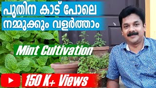 പുതിന കാട് പോലെ നമ്മുടെ വീട്ടിലും വളർത്താം | Puthina/Mint Krishi in Malayalam