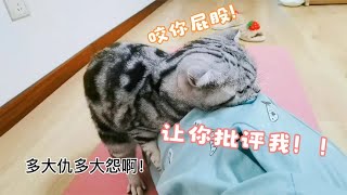 发情期的猫咪乱尿被批评，不服气顶嘴还咬主人屁股不松口，笑翻了