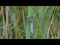 southern skimmer orthetrum brunneum zuidelijke oeverlibel berg belgium 1 7 2019