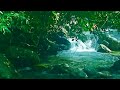 sounds in a vast forest with the sound of river water and birds chirping to relieve stress, ASMR