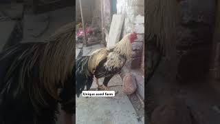 Unique aseel farm.. #short,#yoytubeshort,#aseel,#aseelshort,#uniqueaseelfarm,#shorts,