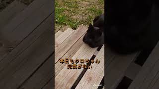 【元気のないクロちゃん】クロちゃんの様子　野良猫６兄弟の様子