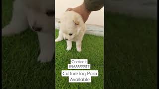 Culture Toy Available | Jalandhar | Punjab | Cheap Price | DS Pet World🐶😗 | Contact:8968533517