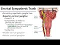 Cervical Sympathetic Trunks LO3 - M1 Anatomy Learning Objectives