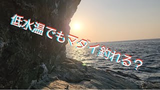 3月の低水温でマダイ狙ってみた【カゴ釣り】【サビキ釣り】釣行No.2