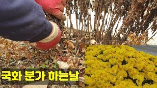 #국화삽목/풍성하고 예쁘게 국화 번식하는방법/딱다구리와 새소리