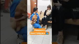 Осваиваем новые форматы😄 #собака #животные #топ #шпиц #йорк