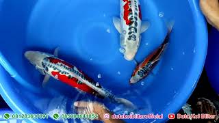 Memilih Ikan Koi SHUSUI Bagus | JUAL IKAN KOI BERKUALITAS