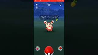 ポケモンGOにてパッチールと出会う