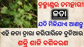 ବ୍ରହ୍ମାଣ୍ଡର ଶକ୍ତି ଶାଳି ଗଛ ଯଦି ଆପଣଙ୍କୁ ମିଳିଯାଏ ହେବ ବଶୀକରଣ | #vashikaranodia #odiavashikaran #tbcodia