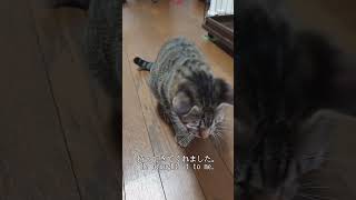 [Brown tabby cat] I took a picture of me playing with a cat. #Brown tabby cat #Rescue cat #cat