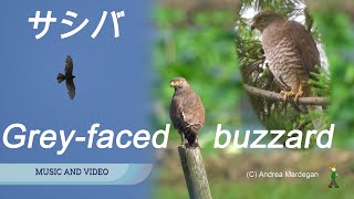 サシバの飛翔ととまった姿　Grey-faced buzzard while flying and perched　Butastur indicus