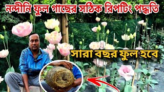 নন্দিনী/লিসিয়েন্থাস ফুল গাছের সম্পূর্ন পরিচর্যা ও রিপটিং / How to care Lisianthus in potting