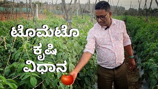 ಟೊಮೆಟೊ ಕೃಷಿ ವಿಧಾನ - ಹಂತ ಹಂತವಾಗಿ 🍅