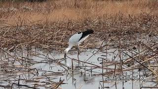 鳴門コウノトリ 2024/12/20 撮影 成長記録 徳島県鳴門市