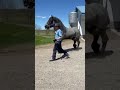 the most beautiful blue roan stallion you will never see