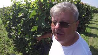 The Roman Emperors and Danube Wine Route - Ivo Brzica TEDex