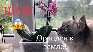 Орхидея Парфюмерная фабрика в земле! Шок 🤯 пересадка и спасение!