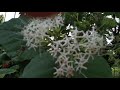 benefits of nefafu clerodendrum 🌿 ঔষধি গুণেৰে সমৃদ্ধ নেফাফু 🌳💚