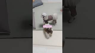 시츄에게 포기란 없다! 놀고싶은 아기시츄와 귀찮은 말티즈오빠! #shihtzu#shihtzupuppy#maltese