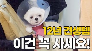 12년간 써보고 정말 만족한 강아지 용품 7가지(내돈내산)