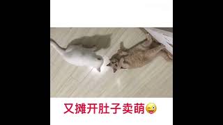 猫咪两口子一言不合打起来了，打着打着橘猫老婆卖萌撒娇白猫老公竟然用亲亲和解了…… #cat #cutecat #animals