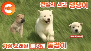 실제로 존재하는 견종 ‘댕댕이’🐶, 우리가 몰랐던 토종견! 꼬리없는 개 ‘동경이’