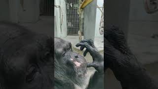 春兆🐢②チンパンジー・スグルくん・沖縄こどもの国・・・Chimpanzee ・Okinawa Zoo \u0026 Museum(20230201)