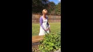 Harvesting Patchouli, and other soap making herbs.