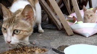 배가 많이 고팠던 길냥이 Hungry stray cat