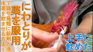 ニワトリに薬を服用～鶏や鳥類の治療に錠剤と液体薬を飲ませる方法と工夫～